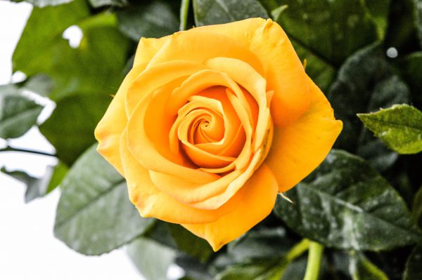 obituary-photo